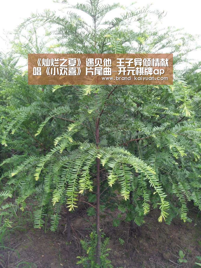 开元棋牌电脑版
