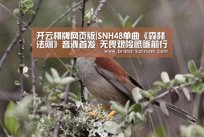 开云棋牌网页版|SNH48单曲《森林法则》音源首发 无畏艰险砥砺前行(图2) 开元棋牌电脑版